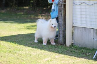 飛行犬撮影会は♪ 飛行犬撮影会は♪
