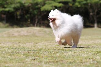 飛行犬撮影会は♪ 飛行犬撮影会は♪