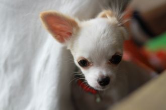 飛行犬撮影会は♪ 飛行犬撮影会は♪