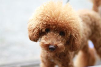 飛行犬撮影会は♪ 飛行犬撮影会は♪