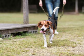 飛行犬撮影会は♪ 飛行犬撮影会は♪