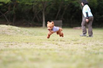 飛行犬撮影会は♪ 飛行犬撮影会は♪