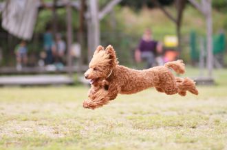 飛行犬撮影会は♪ 飛行犬撮影会は♪