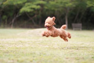 飛行犬撮影会は♪ 飛行犬撮影会は♪