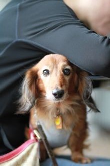 飛行犬撮影会は♪ 飛行犬撮影会は♪