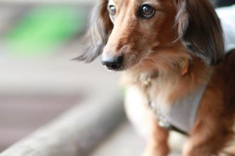 飛行犬撮影会は♪ 飛行犬撮影会は♪
