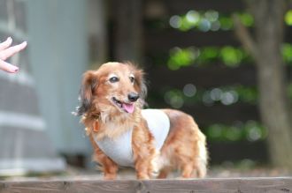 飛行犬撮影会は♪ 飛行犬撮影会は♪