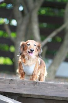 飛行犬撮影会は♪ 飛行犬撮影会は♪