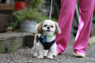 飛行犬撮影会は♪ 飛行犬撮影会は♪