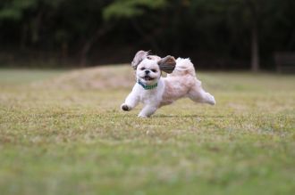 飛行犬撮影会は♪ 飛行犬撮影会は♪