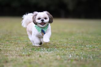 飛行犬撮影会は♪ 飛行犬撮影会は♪