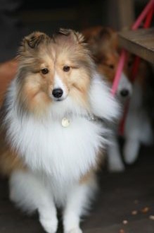 飛行犬撮影会は♪ 飛行犬撮影会は♪