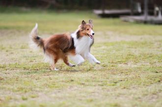 飛行犬撮影会は♪ 飛行犬撮影会は♪