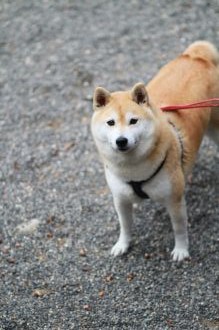 飛行犬撮影会は♪ 飛行犬撮影会は♪
