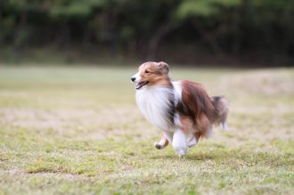 飛行犬撮影会は♪ 飛行犬撮影会は♪