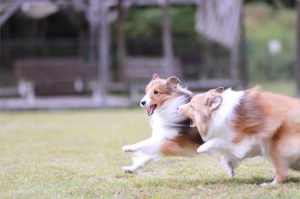 飛行犬撮影会は♪ 飛行犬撮影会は♪