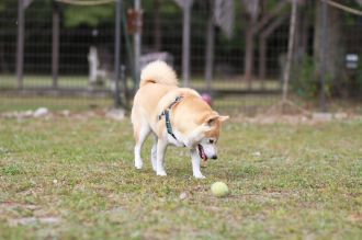 飛行犬撮影会は♪ 飛行犬撮影会は♪