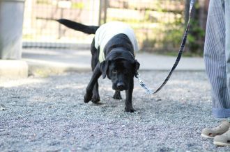 飛行犬撮影会は♪ 飛行犬撮影会は♪