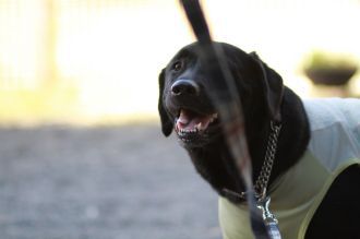 飛行犬撮影会は♪ 飛行犬撮影会は♪