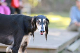 飛行犬撮影会は♪ 飛行犬撮影会は♪