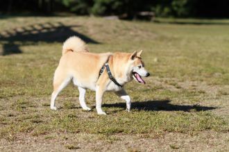 飛行犬撮影会は♪ 飛行犬撮影会は♪