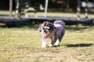 飛行犬撮影会は♪ 飛行犬撮影会は♪