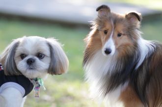 飛行犬撮影会は♪ 飛行犬撮影会は♪