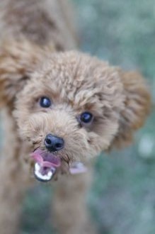 飛行犬撮影会は♪ 飛行犬撮影会は♪