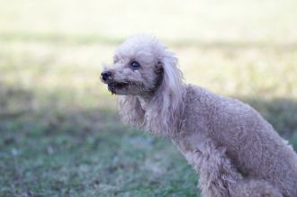 飛行犬撮影会は♪ 飛行犬撮影会は♪