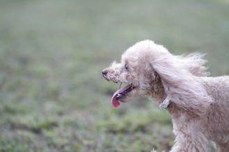 飛行犬撮影会は♪ 飛行犬撮影会は♪
