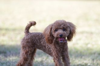 飛行犬撮影会は♪ 飛行犬撮影会は♪