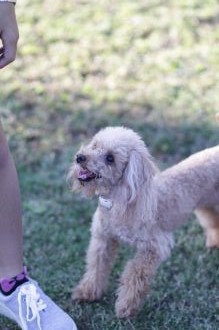飛行犬撮影会は♪ 飛行犬撮影会は♪