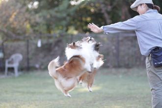 飛行犬撮影会は♪ 飛行犬撮影会は♪