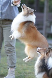 飛行犬撮影会は♪ 飛行犬撮影会は♪