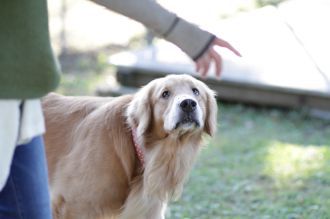飛行犬撮影会は♪ 飛行犬撮影会は♪
