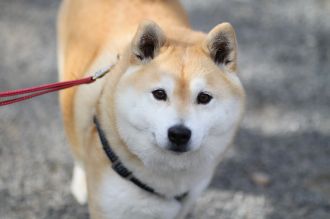 初泳ぎ! 初泳ぎ!