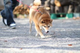 初泳ぎ! 初泳ぎ!