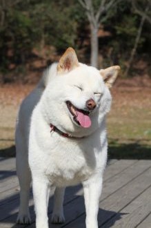いや~それほどでも。 いや~それほどでも。