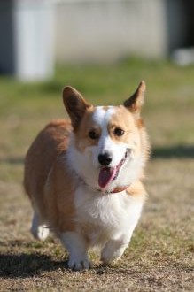 いや~それほどでも。 いや~それほどでも。
