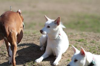あ~はいはい、まだですかねぇ・・ あ~はいはい、まだですかねぇ・・
