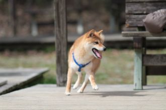ぴよよぉぉぉ~ん♪ ぴよよぉぉぉ~ん♪