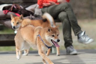 ぴよよぉぉぉ~ん♪ ぴよよぉぉぉ~ん♪