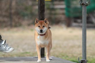 ぴよよぉぉぉ~ん♪ ぴよよぉぉぉ~ん♪