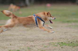 ぴよよぉぉぉ~ん♪ ぴよよぉぉぉ~ん♪