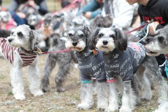 静シュナオフ♪ 静シュナオフ♪
