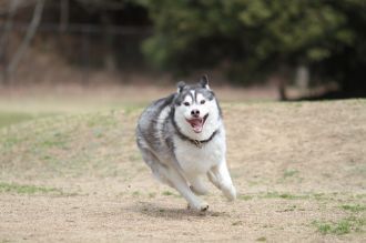 ぴよよぉぉぉ~ん♪ ぴよよぉぉぉ~ん♪