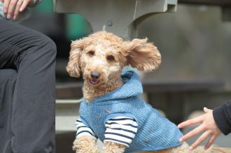 ぴよよぉぉぉ~ん♪ ぴよよぉぉぉ~ん♪
