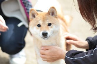ぴよよぉぉぉ~ん♪ ぴよよぉぉぉ~ん♪