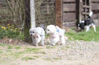 ぴよよぉぉぉ~ん♪ ぴよよぉぉぉ~ん♪