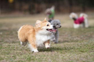 ぴよよぉぉぉ~ん♪ ぴよよぉぉぉ~ん♪